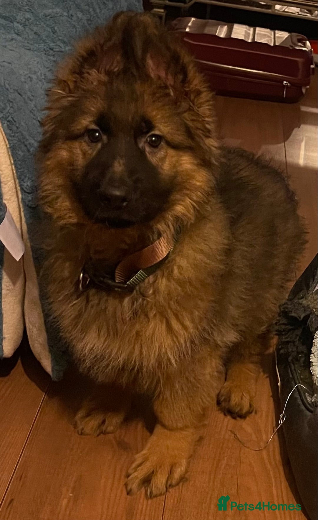 German Shepherd dogs for sale: German Shepherd MALE - Huge  - Advert 13