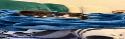 Domestic Shorthair cats for sale: Beautiful kittens  in Leicester - Advert 4