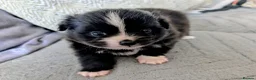 Pomchi dogs for sale: Stunning Pomchi babies - Advert 2