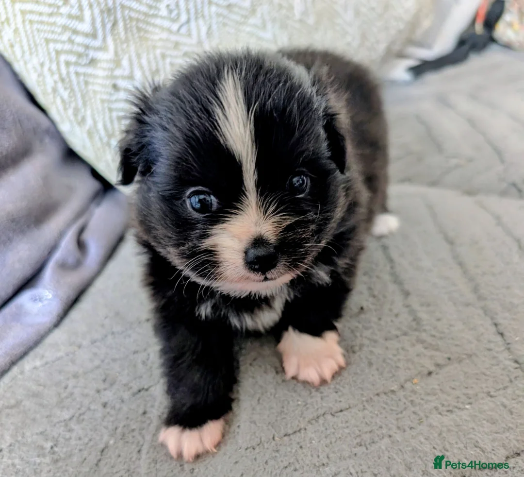 Pomchi dogs for sale: Stunning Pomchi babies - Advert 2