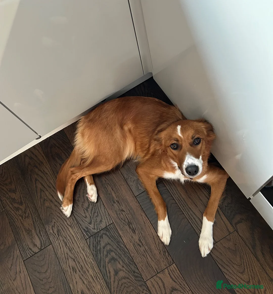 Border Collie dogs for sale: Sasha & Jessie  - Advert 2