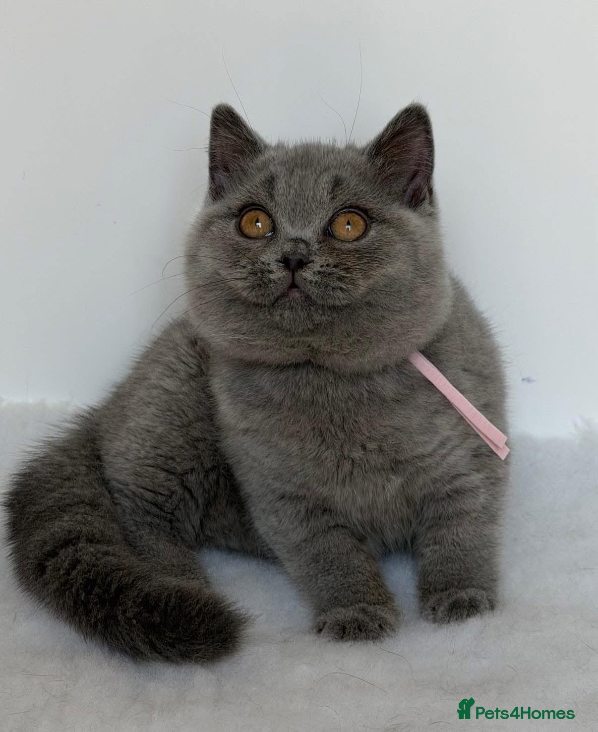 British Shorthair cats ✨ GCCF BEAUTIFUL KITTENS ✨ - Advert 2
