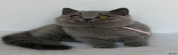 British Shorthair cats for sale: ✨ GCCF BEAUTIFUL KITTENS ✨ - Advert 2
