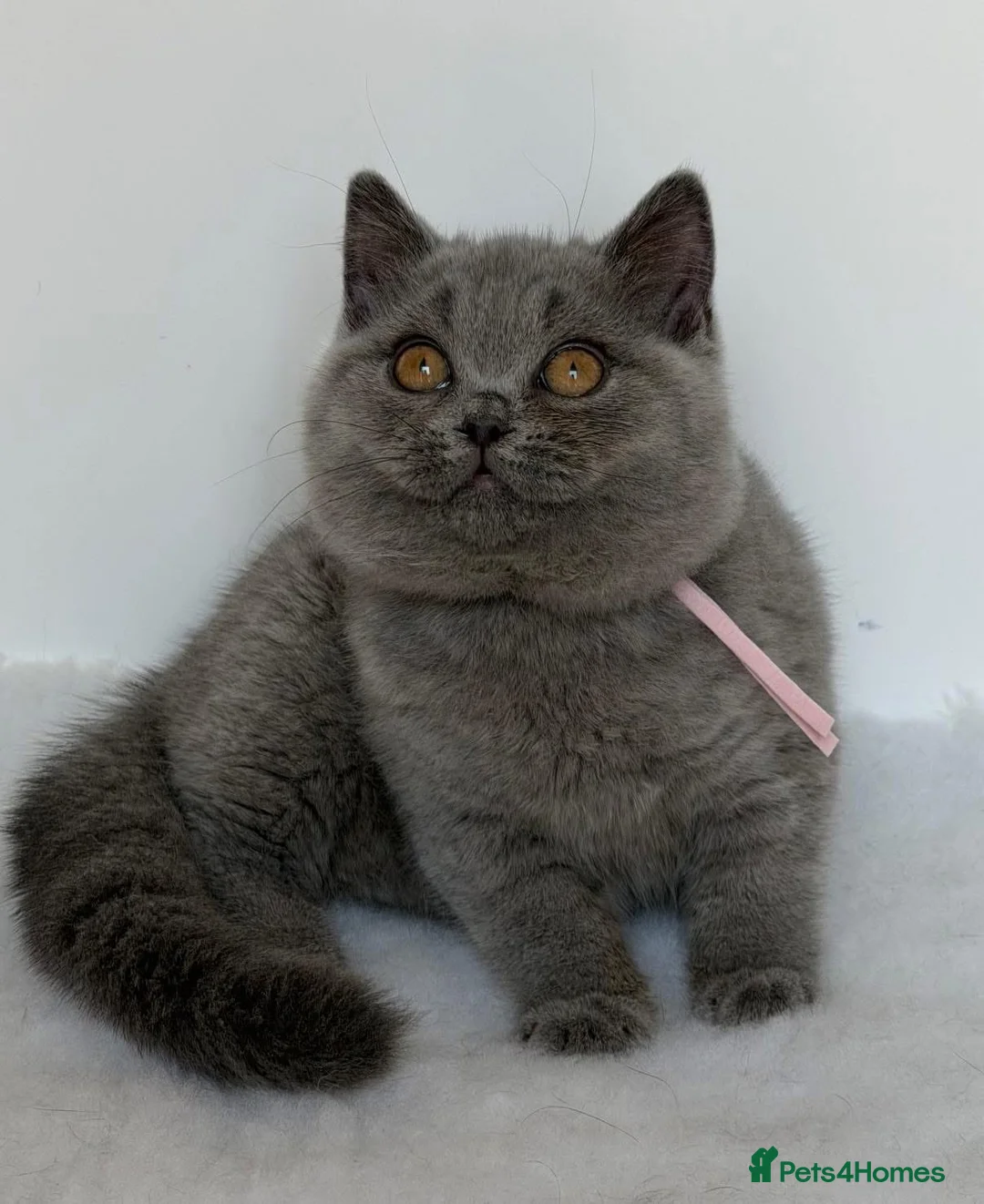 British Shorthair cats for sale: ✨ GCCF BEAUTIFUL KITTENS ✨ - Advert 2