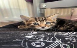 Mixed Breed cats for sale: 3 gorgeous kittens looking for forever home. - Image 5