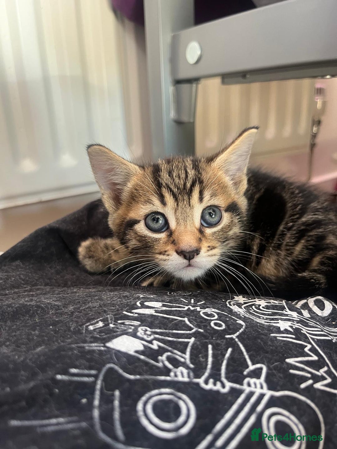 Mixed Breed cats for sale: 3 gorgeous kittens looking for forever home. - Image 5
