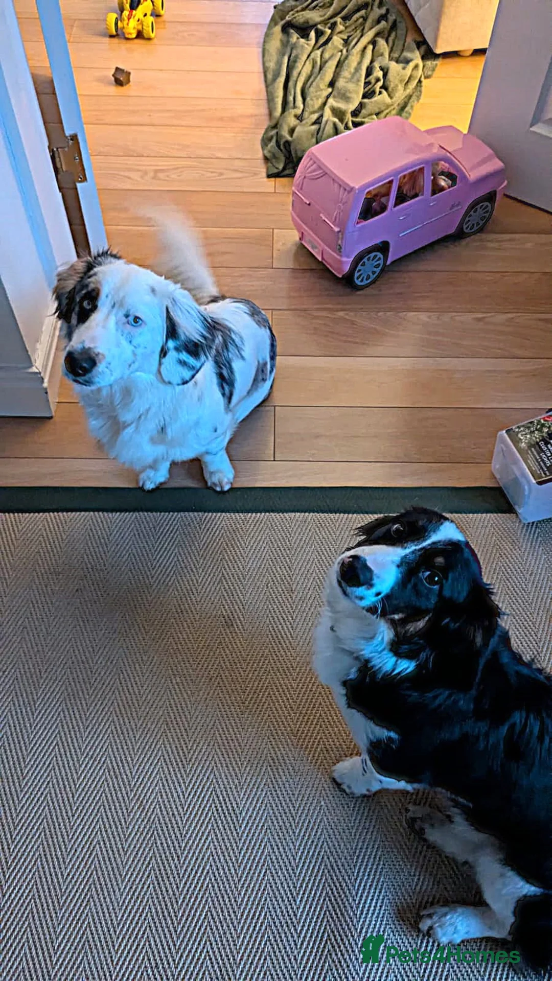 Mixed Breed dogs for sale: 2 Male Dachshund x Collie pups for sale. - Advert 1