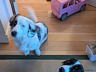 Mixed Breed dogs 2 Male Dachshund x Collie pups for sale. - Advert 11