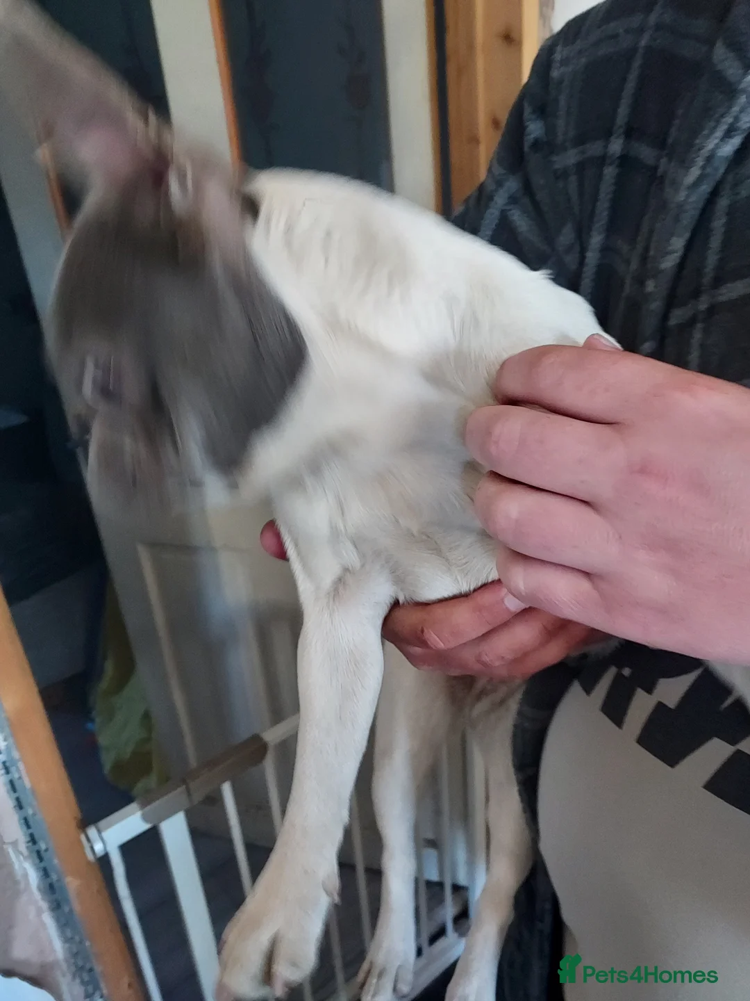 French Bulldog dogs for sale: French bulldog - Advert 4