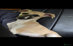 Whippet dogs for sale: Mouse the kc reg whippet female. - Image 31