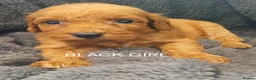 Cockapoo dogs for sale: F1 B COCKAPOO PUPPIES PRA UNAFFECTED - Advert 5