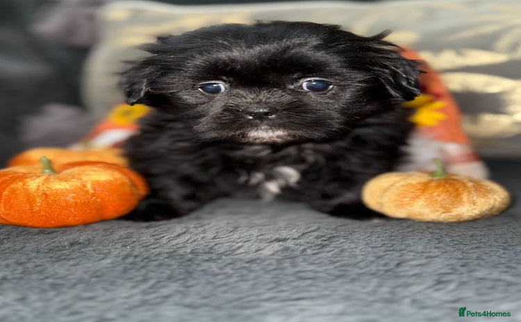 Shih Tzu dogs - Advert 6