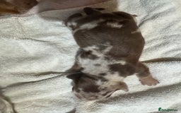 Miniature Dachshund dogs for sale: 6 Miniature Dachshund babies - Image 14