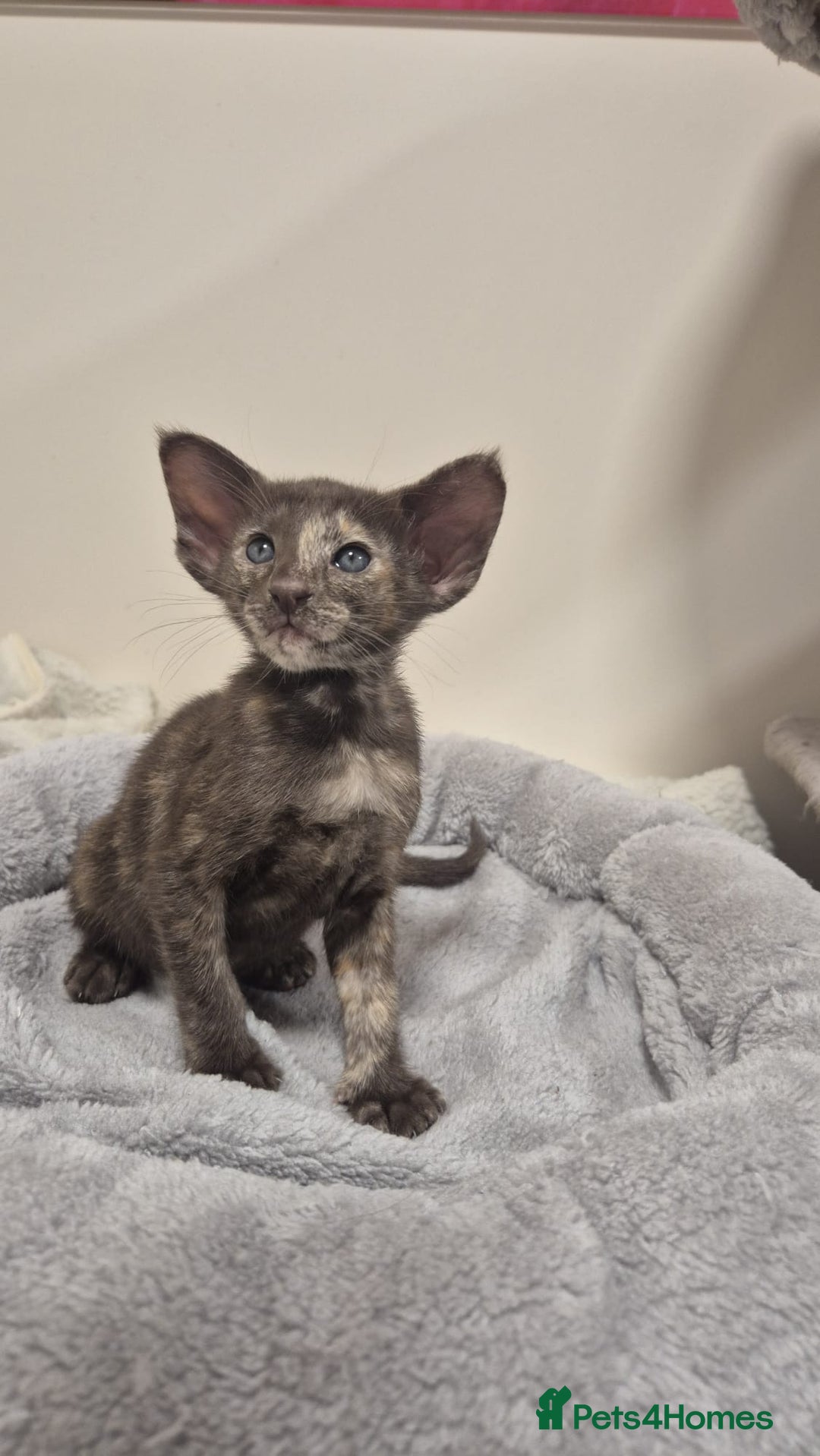 Oriental cats for sale: Oriental and Siamese kittens. - Advert 12