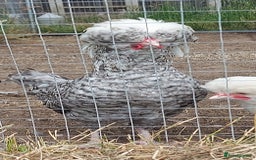 Chickens poultry for sale: 10 x Roosters *FREE*POLISH,serama,pekin *FREE* in Spilsby - Image 6