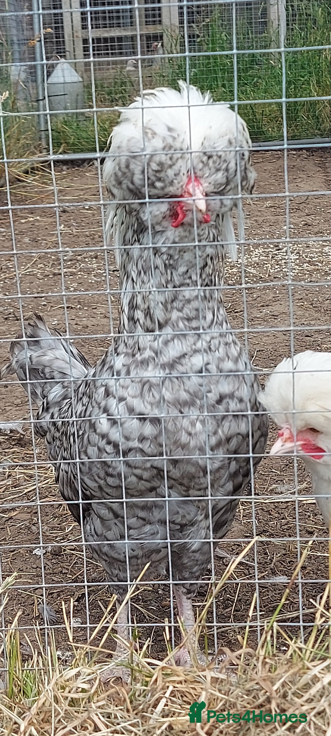 Chickens poultry for sale: 10 x Roosters *FREE*POLISH,serama,pekin *FREE* in Spilsby - Image 6