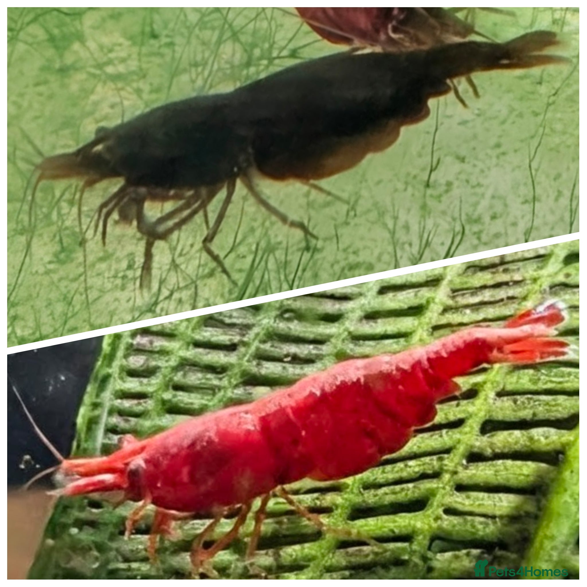 Shrimps fish Neocaridina Shrimp ♥️🖤🧡  Ramshorn Snails 🩷💙 - Advert 6