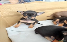 Chihuahua dogs for sale: 2 boys looking for there forever homes - Image 2