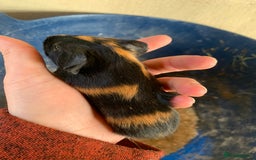 Guinea Pig rodents for sale: Baby Guinea Pigs - Image 2