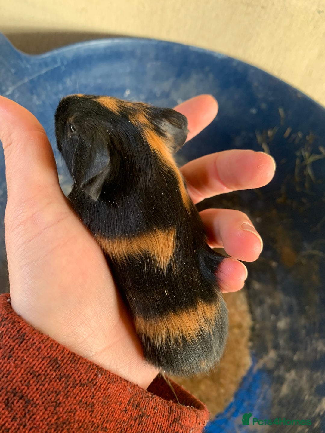 Guinea Pig rodents for sale: Baby Guinea Pigs - Image 2