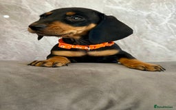 Miniature Dachshund dogs for sale: Miniature dachshund puppies  - Image 10