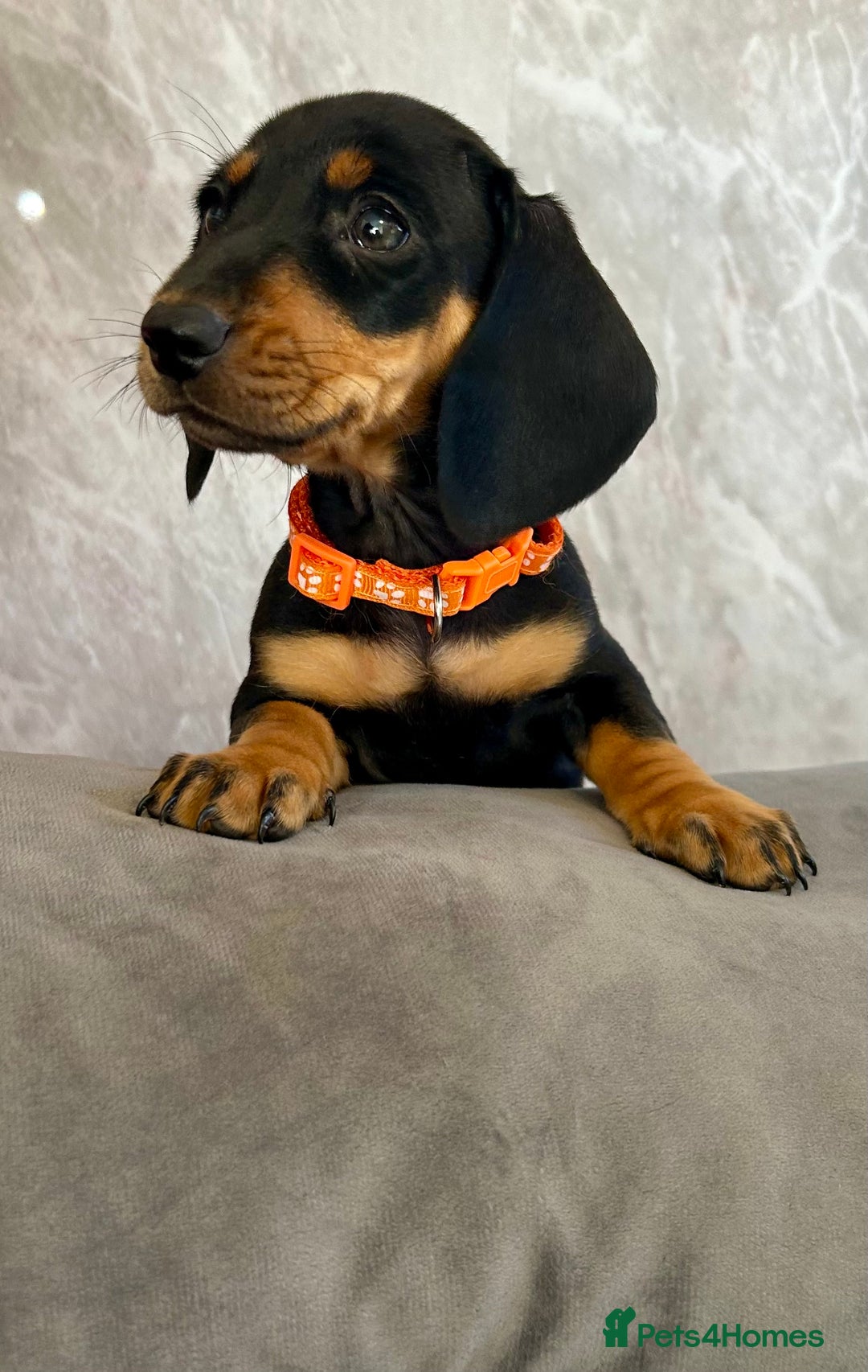 Miniature Dachshund dogs for sale: Miniature dachshund puppies  - Image 10