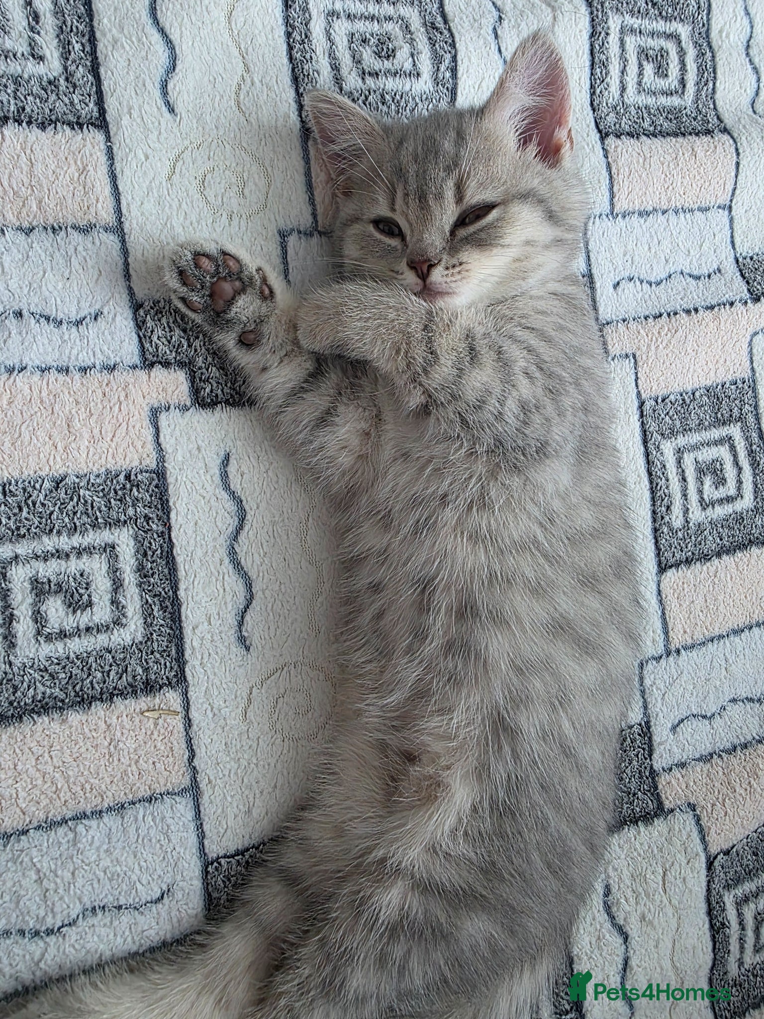 British Shorthair cats British shorthair kittens - Advert 4