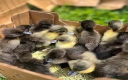 Ducks poultry for sale: Indian Runner Ducklings & Silkie Chics - Image 1