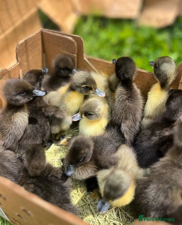 Ducks poultry - Advert 1
