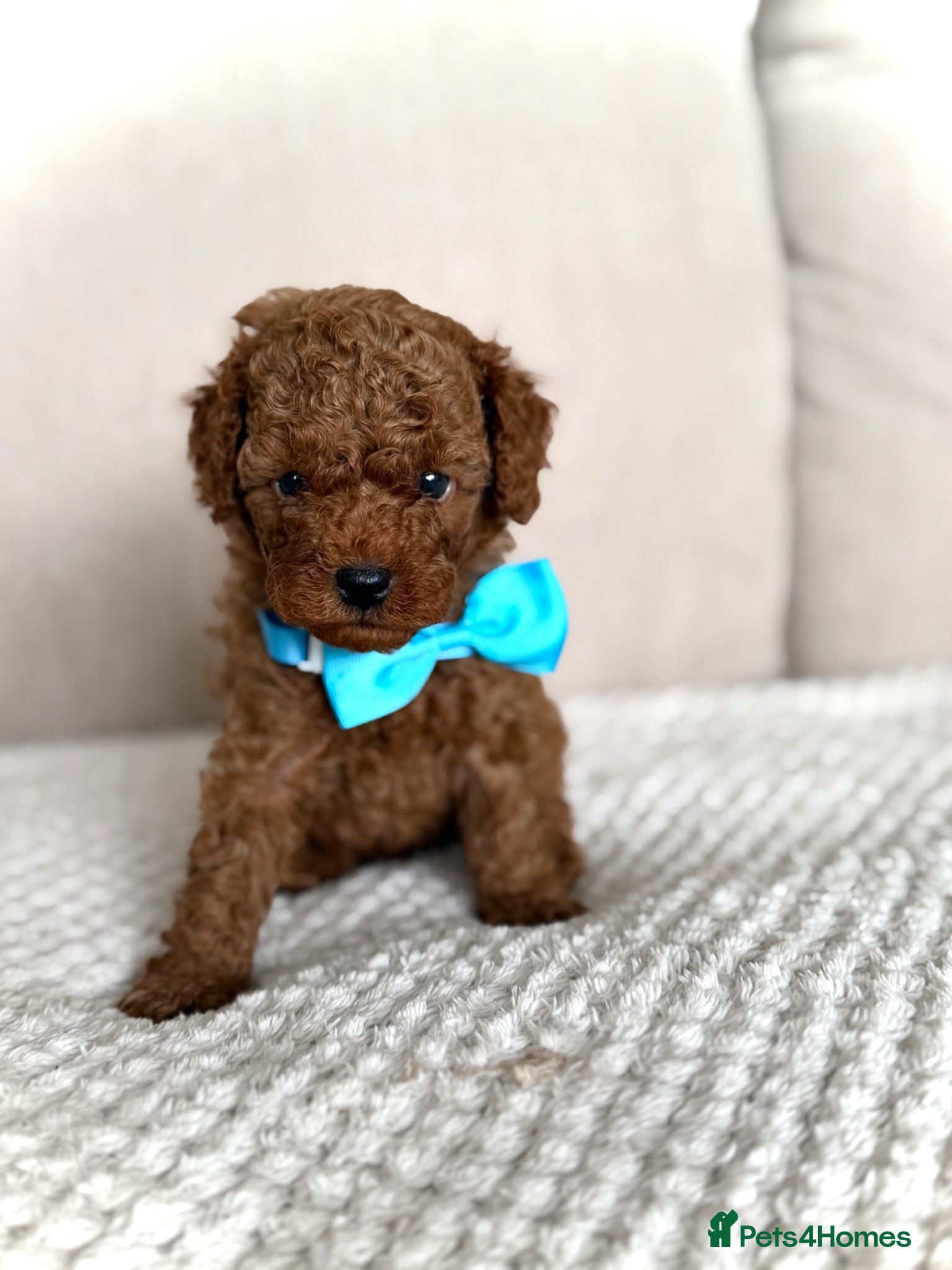 Cockapoo dogs BEAUTIFUL RED TOY COCKAPOO’S - Advert 13