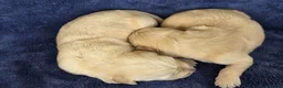 Goldador dogs for sale: 🐶 Adorable puppies ready for their forever homes  - Advert 5