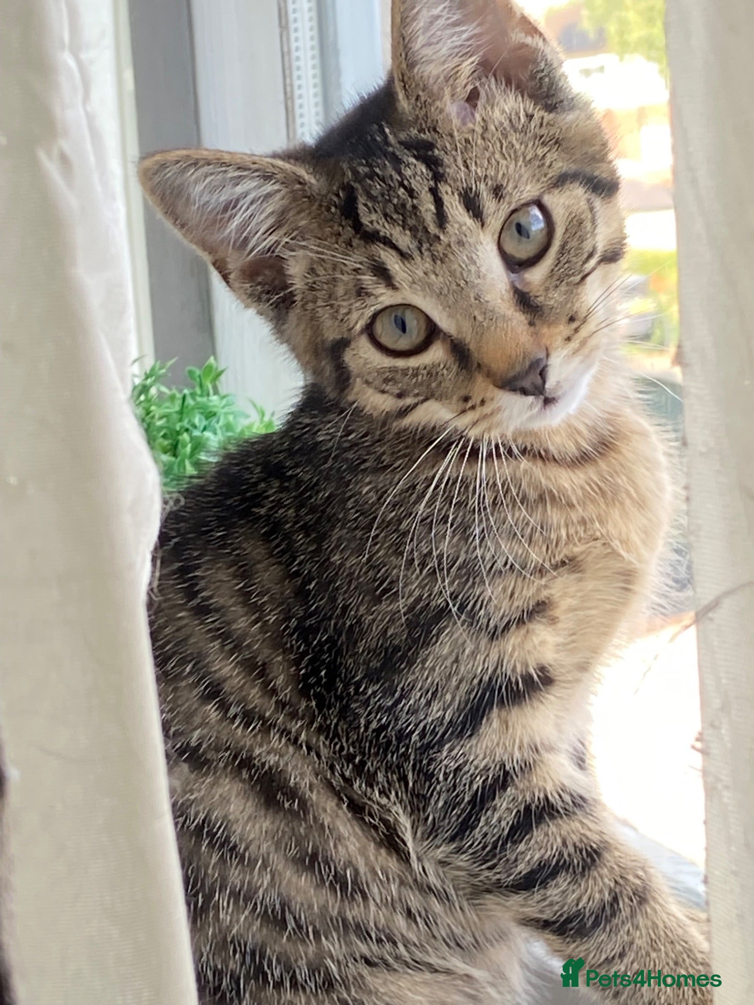 Russian Blue cats 3 gorgeous male Russian blue tabby bengal kittens  - Advert 1