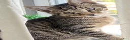 Russian Blue cats for sale: 3 gorgeous male Russian blue tabby bengal kittens  - Advert 1