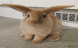 Mini Lop rabbits for sale: Ready now! Mini Lops - bonded brothers  - Image 3