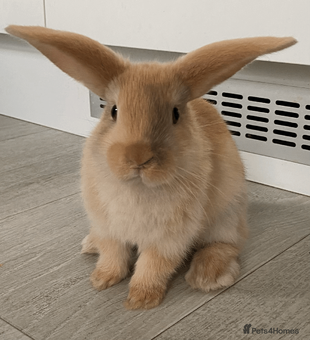 Mini Lop rabbits for sale: Ready now! Mini Lops - bonded brothers  - Image 3