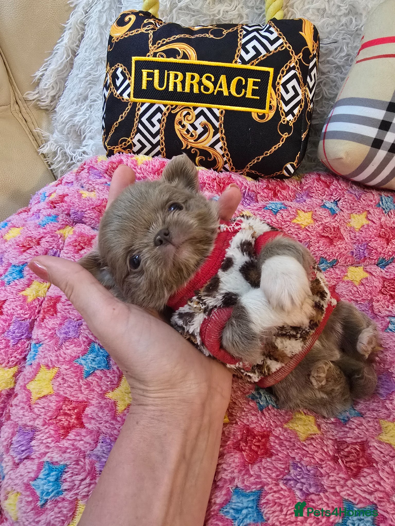 Chihuahua dogs for sale: Xx stunning kc chihuahua longcoat puppies Xx - Advert 12
