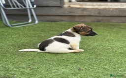 Jack Russell dogs for sale: The cutest little Jack Russel pups ❤️ - Image 13