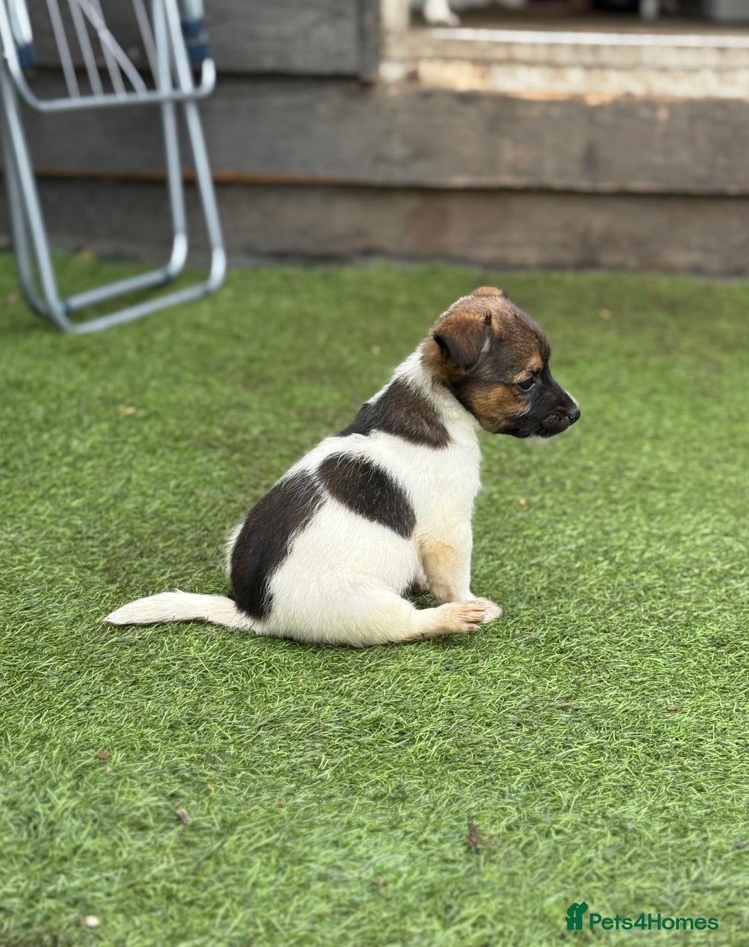 Jack Russell dogs for sale: The cutest little Jack Russel pups ❤️ - Image 13
