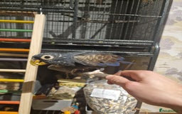 Parrots birds for sale: Bronze wing Pionus female 3 years old - Image 4