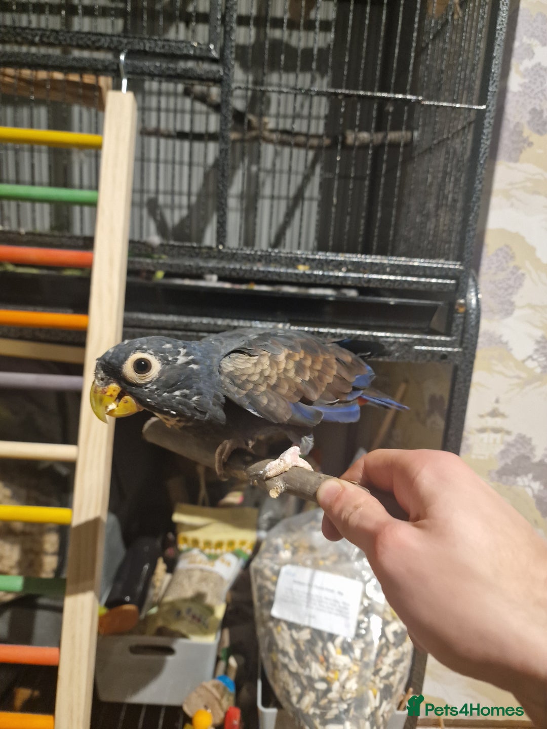 Parrots birds for sale: Bronze wing Pionus female 3 years old - Image 4