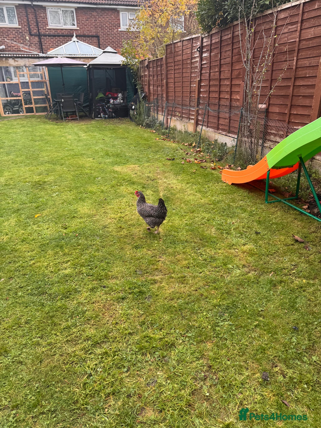 Chickens poultry for sale: x 8 Egg laying chickens  - Image 19