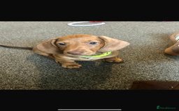 Dachshund dogs for sale: Beautiful dachshund girl left (fully vaccinated) - Advert 31