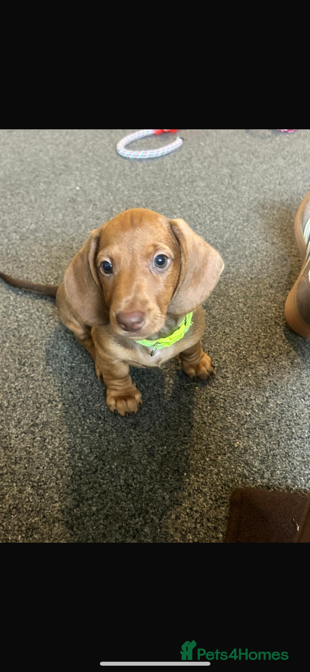 Dachshund dogs for sale: Beautiful dachshund girl left (fully vaccinated) - Advert 31