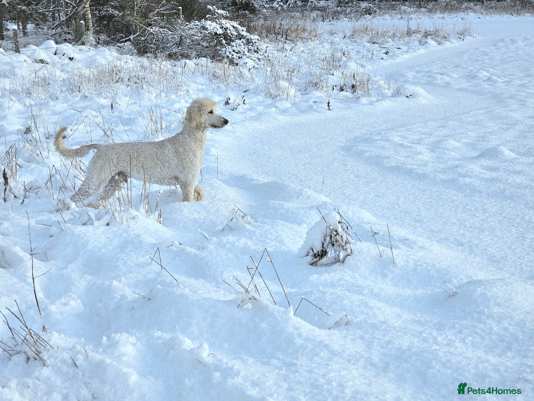 Bernedoodle dogs for sale: Tri F1 Bernedoodle pups expected  - Advert 7