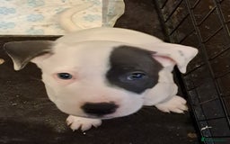 Mixed Breed dogs for sale: Staffy x malonios - Advert 2