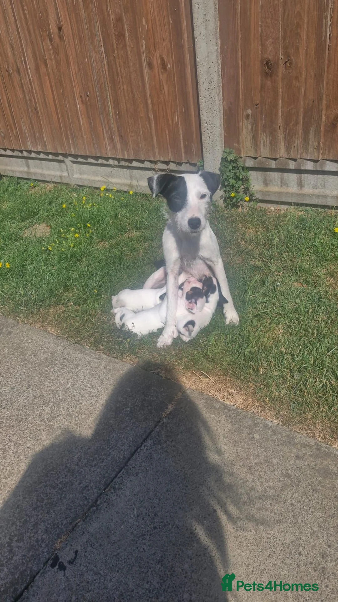 Jack Russell dogs for sale: Beautiful Jack Russell Puppies - Advert 2
