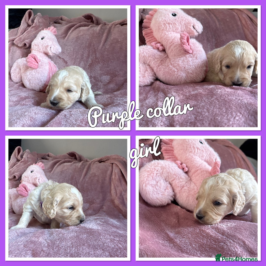 Mini Goldendoodle dogs for sale: Beautiful Family Raised F1 Mini Golden-doodles  - Image 32