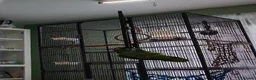 Parrots birds for sale: Amazon parrot Franco - Advert 6