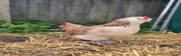 Chickens poultry for sale: Salmon Faverolle Bantam Hens in Newmarket - Advert 4