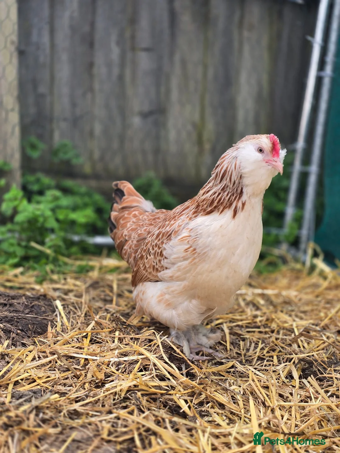 Chickens poultry for sale: Salmon Faverolle Bantam Hens in Newmarket - Advert 4